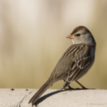 White-crowned Sparrow-Female-01