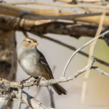 White-crowned Sparrow-Female-01