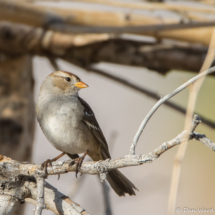 White-crowned Sparrow-Female-02