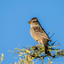White-crowned Sparrow-Female-03
