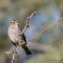 White-crowned Sparrow-Female-04