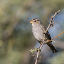 White-crowned Sparrow-Female-05