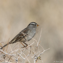 White-crowned Sparrow-Male-01