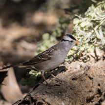 White-crowned Sparrow-Male-03