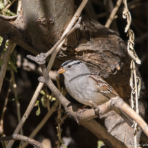 White-crowned Sparrow-Male-04