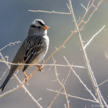 White-crowned Sparrow-Male-05