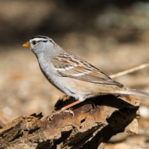 White-crowned Sparrow-Male-06