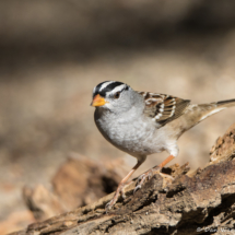 White-crowned Sparrow-Male-07
