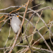 White-crowned Sparrow-Male-09