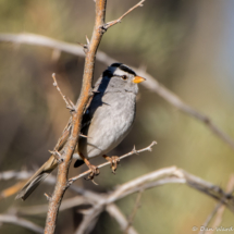 White-crowned Sparrow-Male-10