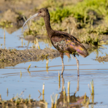 White-faced Ibis-01