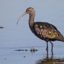 White-faced Ibis-03