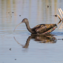 White-faced Ibis-04