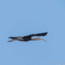 White-faced Ibis in Flight-01