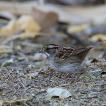 White-throated Sparrow-02