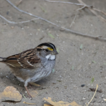 White-throated Sparrow-10