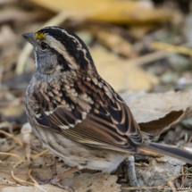 White-throated Sparrow-12