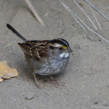 White-throated Sparrow-13