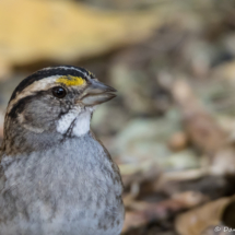 White-throated Sparrow up Close-01