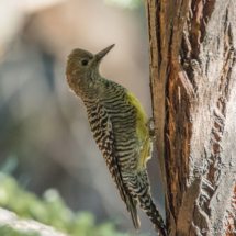 Williamson's Sapsucker-Female-01