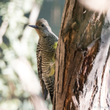 Williamson's Sapsucker-Female-03