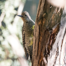 Williamson's Sapsucker-Female-03