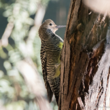 Williamson's Sapsucker-Female-04