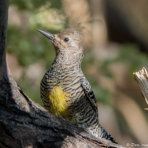 Williamson's Sapsucker-Female-06