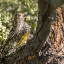 Williamson's Sapsucker-Female-07