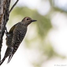 Williamson's Sapsucker-Female-08