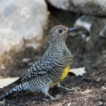 Williamson's Sapsucker-Female-09