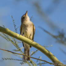 Willow Flycatcher-01