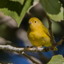 Yellow Warbler-01