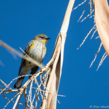 Yellow-rumped Warbler-01