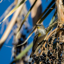 Yellow-rumped Warbler-02