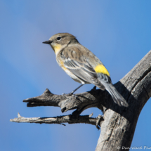 Yellow-rumped Warbler-04