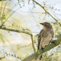 Yellow-rumped Warbler-05