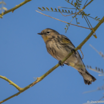 Yellow-rumped Warbler-06