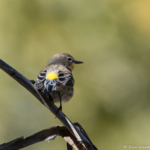 Yellow-rumped Warbler-06