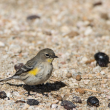 Yellow-rumped Warbler-08