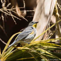 Yellow-rumped Warbler-10