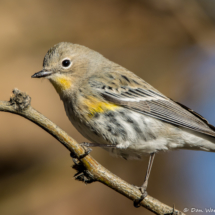 Yellow-rumped Warbler-14