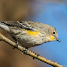 Yellow-rumped Warbler-15