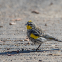 Yellow-rumped Warbler-Male Audubon's-01