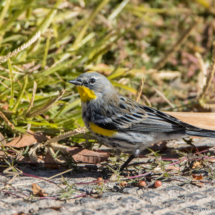 Yellow-rumped Warbler-Male Audubon's-02