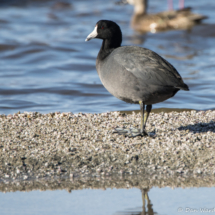 American Coot-01