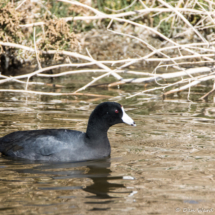 American Coot-02