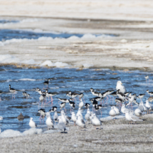 Beachful of Black-necked Stilts & Bonapart's Gulls