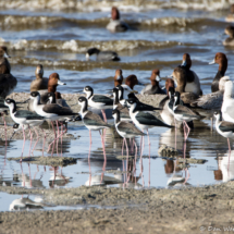 Bird Party!-Black-necked Stilts-Redhead Ducks