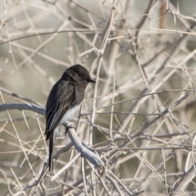 Black Phoebe-02